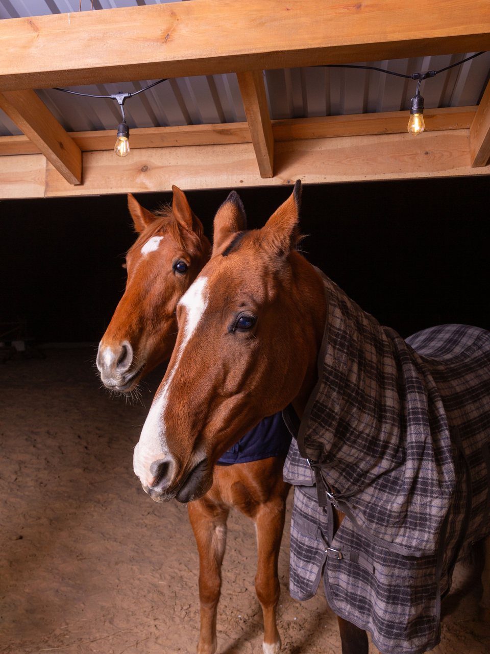 Two horses in a stable, one wearing a plaid horse blanket